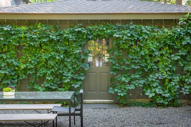 Ivy-framed garden and terrace in Chestnut Hill, MA
