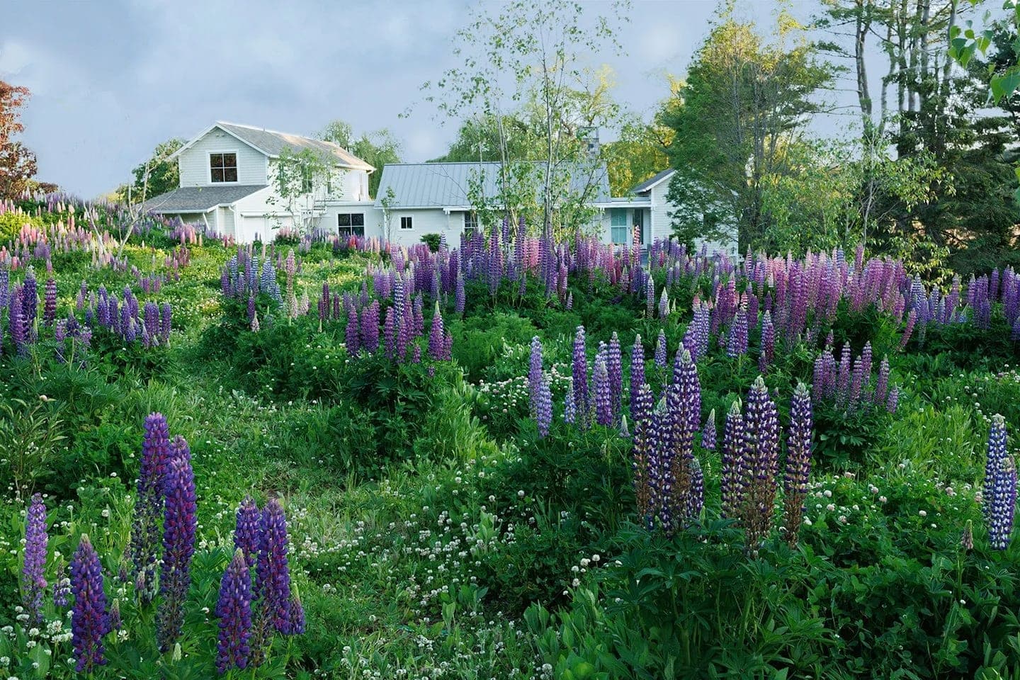 Great Meadow project — meadow gardens & landscape in MetroWest, MA (2)