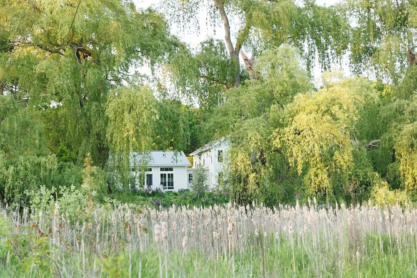 Great Meadow project — meadow gardens & landscape in MetroWest, MA (4)