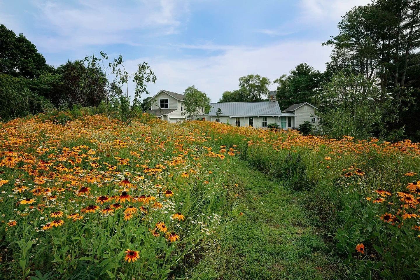 Great Meadow project — meadow gardens & landscape in MetroWest, MA (5)