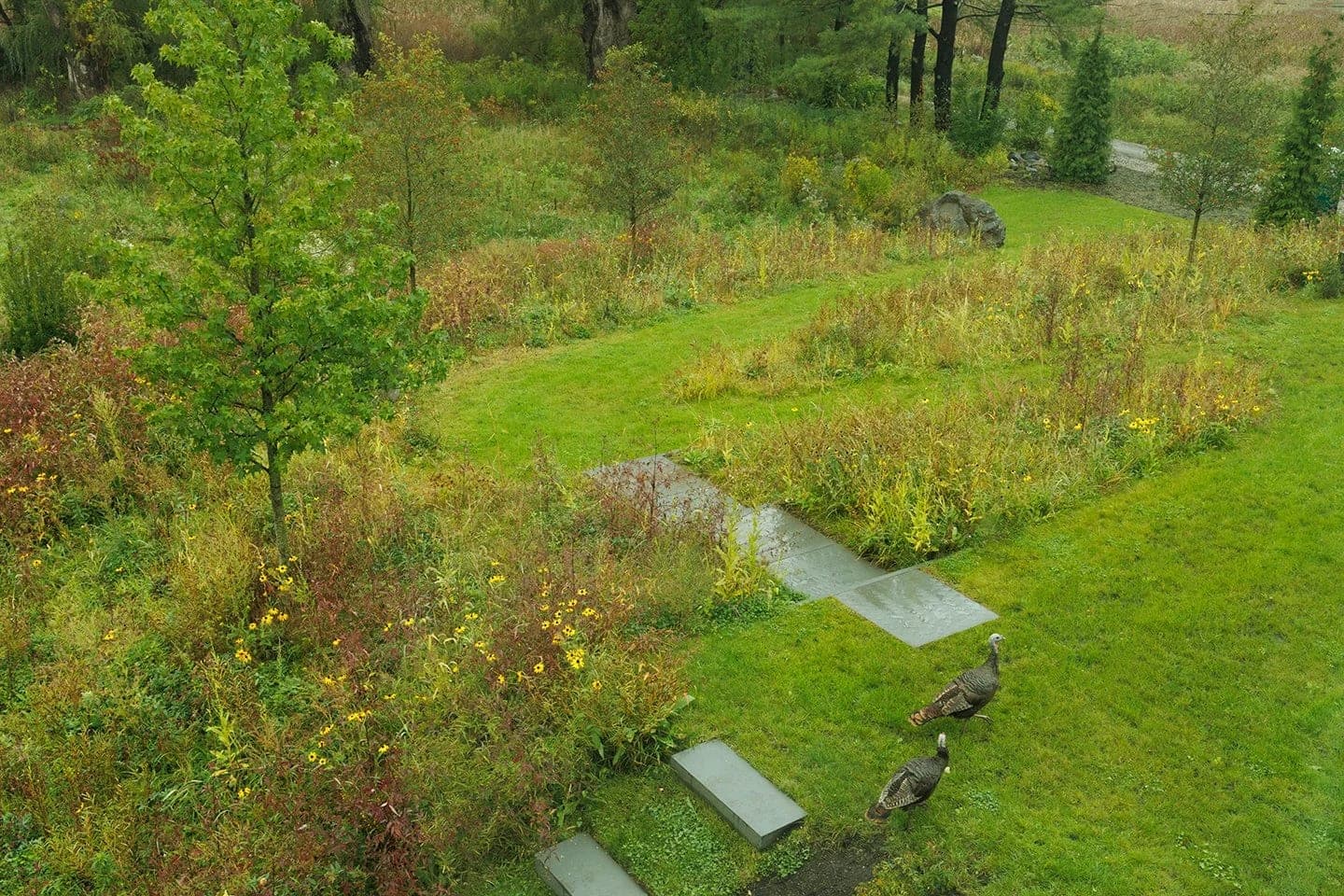 Great Meadow project — meadow gardens & landscape in MetroWest, MA (7)